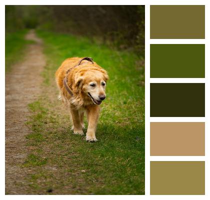 Dog Walk Golden Retriever Image